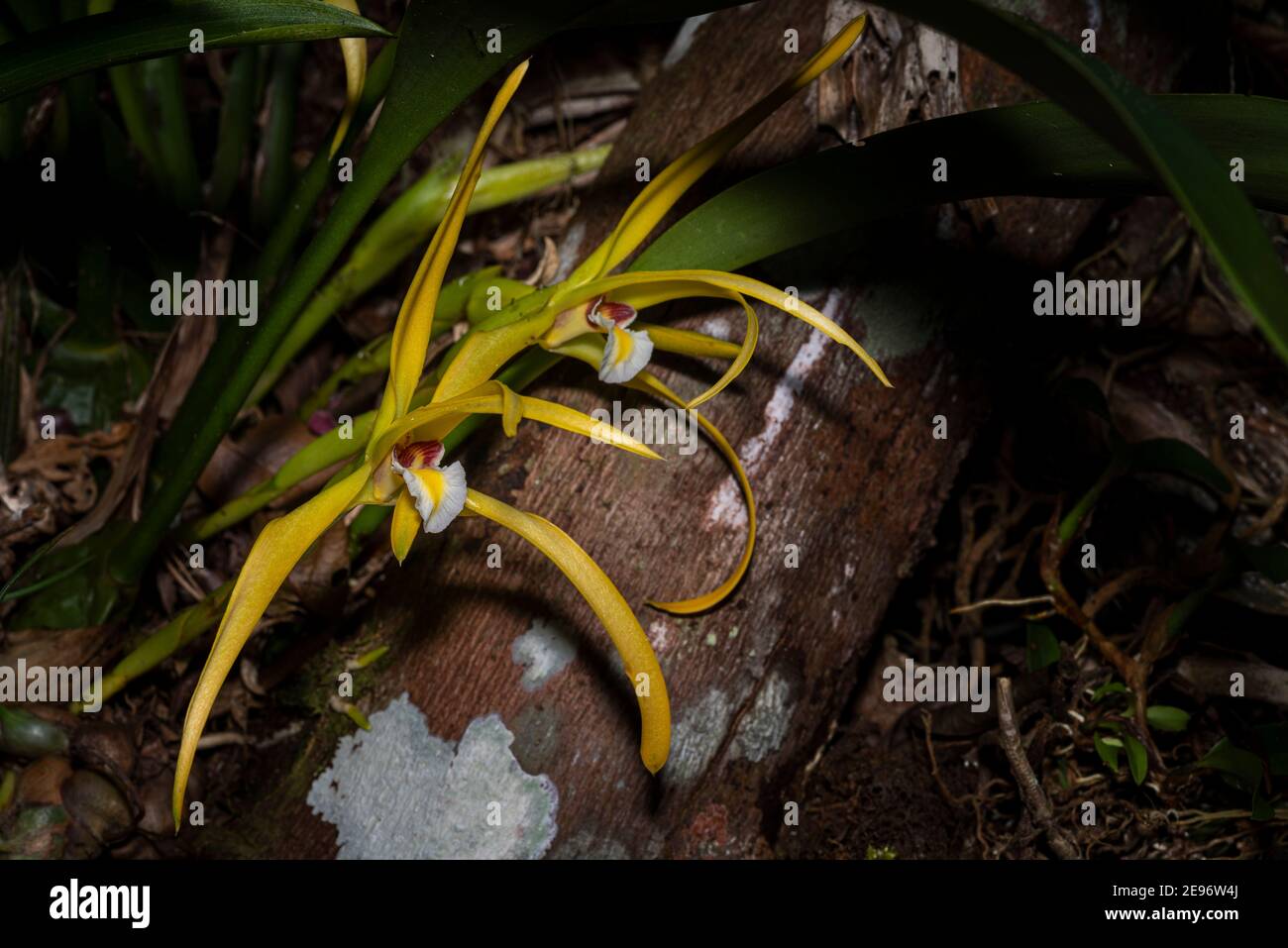 Wild orchids from the cloud forest of Panama Stock Photo