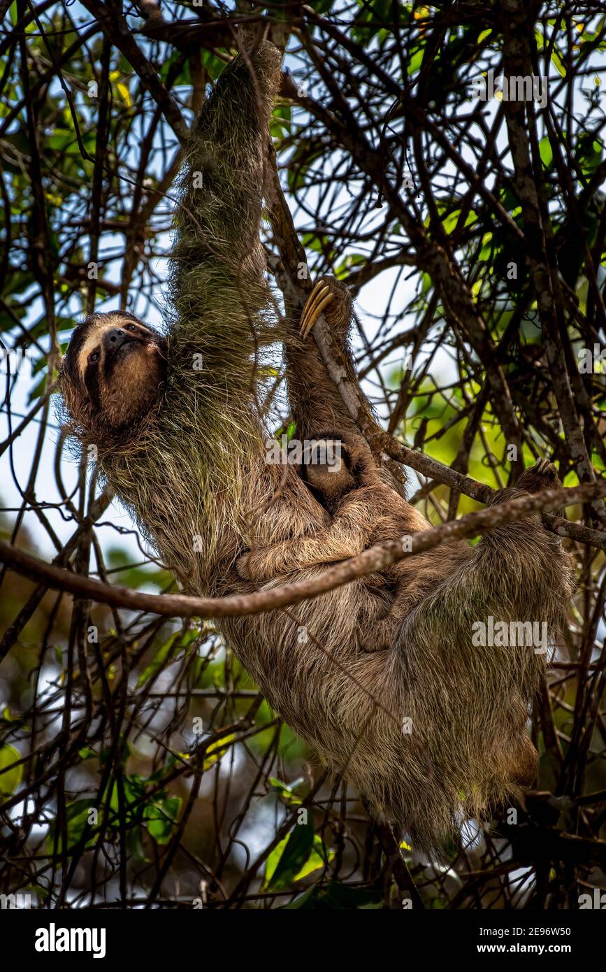 Brown throated three-toed sloth with baby image taken in Panamas  rain forest Stock Photo
