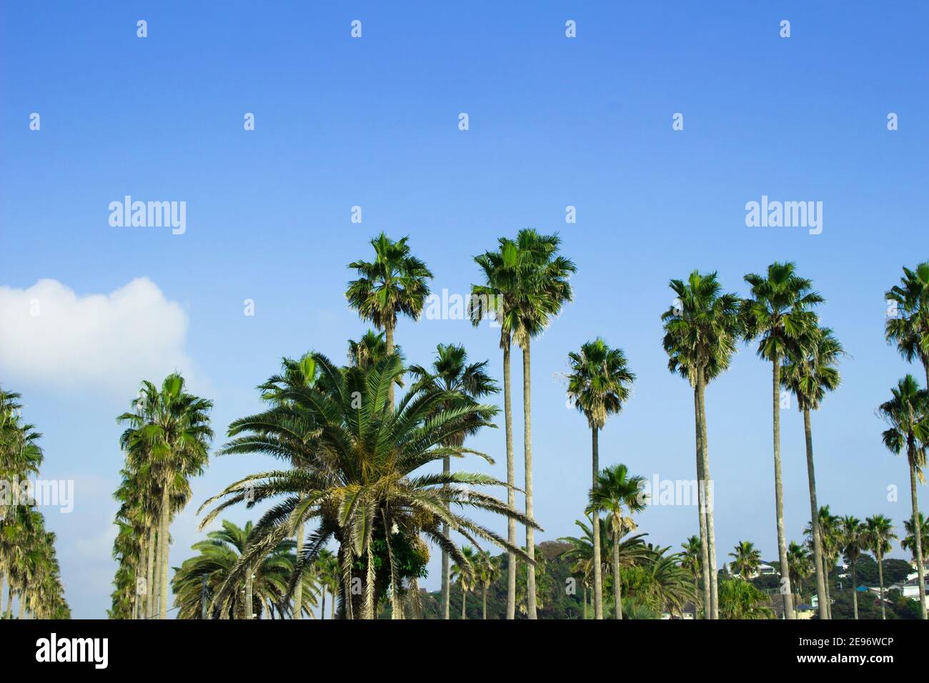Palm trees under the blue sky of a beach resort Stock Photo - Alamy