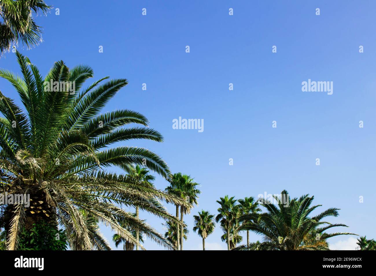 Palm trees under the blue sky of a beach resort Stock Photo - Alamy