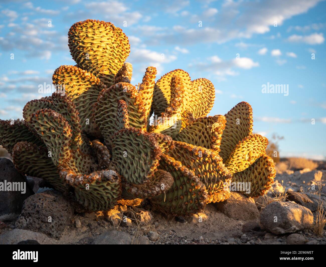 Golden sunlight on beavertail cactus (Opuntia basilaris)showing signs of drought conditions Stock Photo