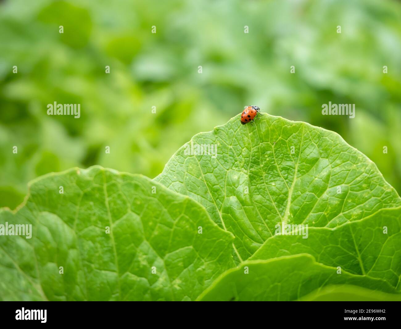 Lady bug perched on edge of romaine lettuce leaf Stock Photo Alamy
