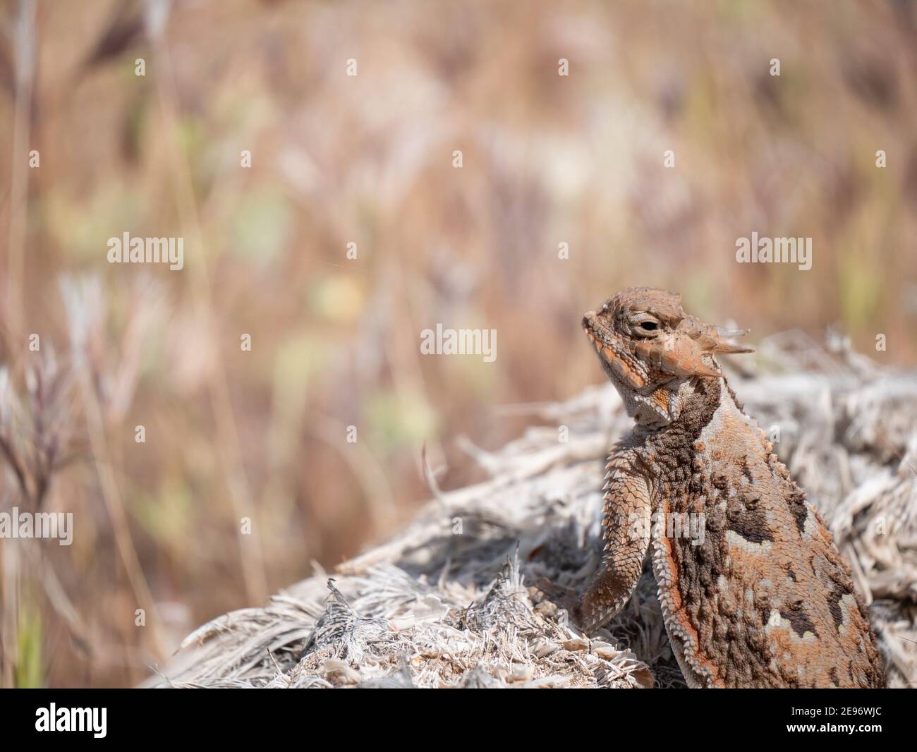 Close up of a common side-blotched lizard, Uta stanburiana, camouflaged on a rock, Las Vegas, Nevada Stock Photo