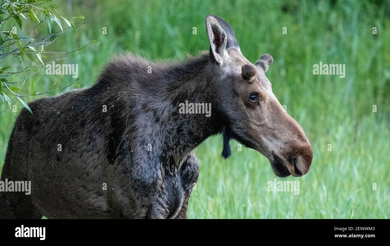 Usa west yellowstone winter montana hires stock photography and images