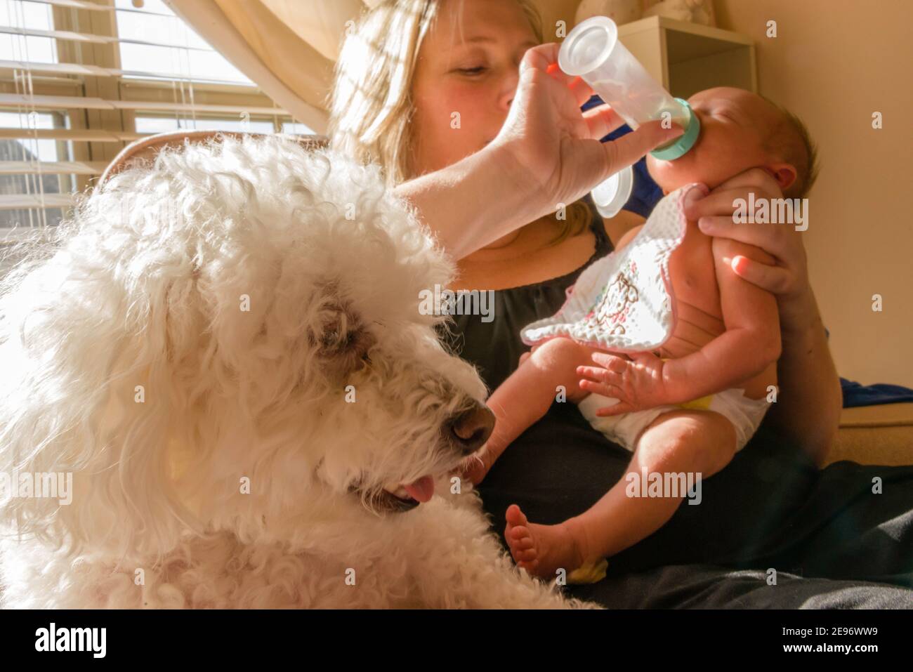 Mother feeding bottle to newborn baby girl in baby’s room with Bichon Frise dog in foreground. Stock Photo