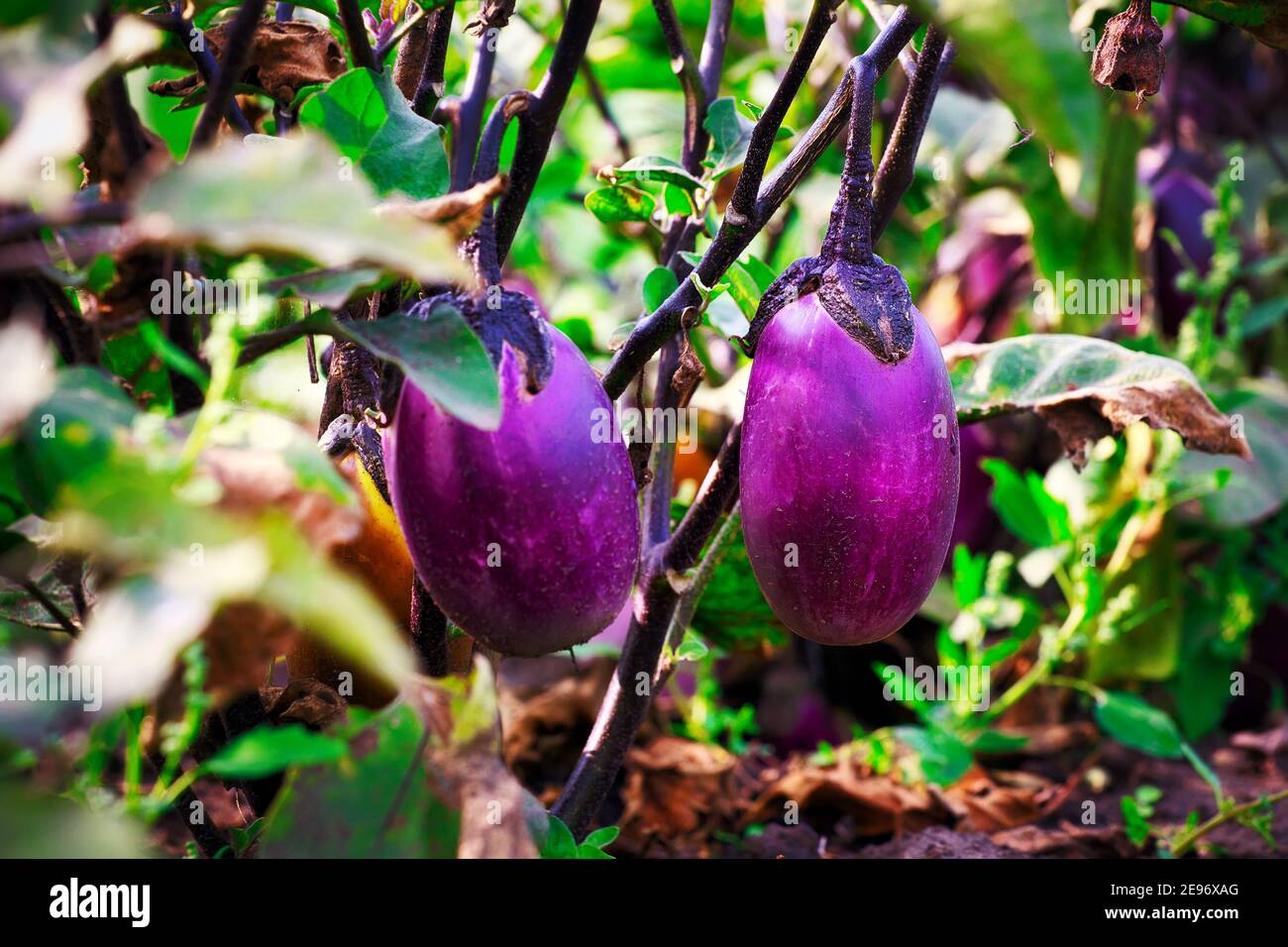 Purple eggplant grows in a garden bed. Growing natural vegetables on a farm or farmstead.  Stock Photo