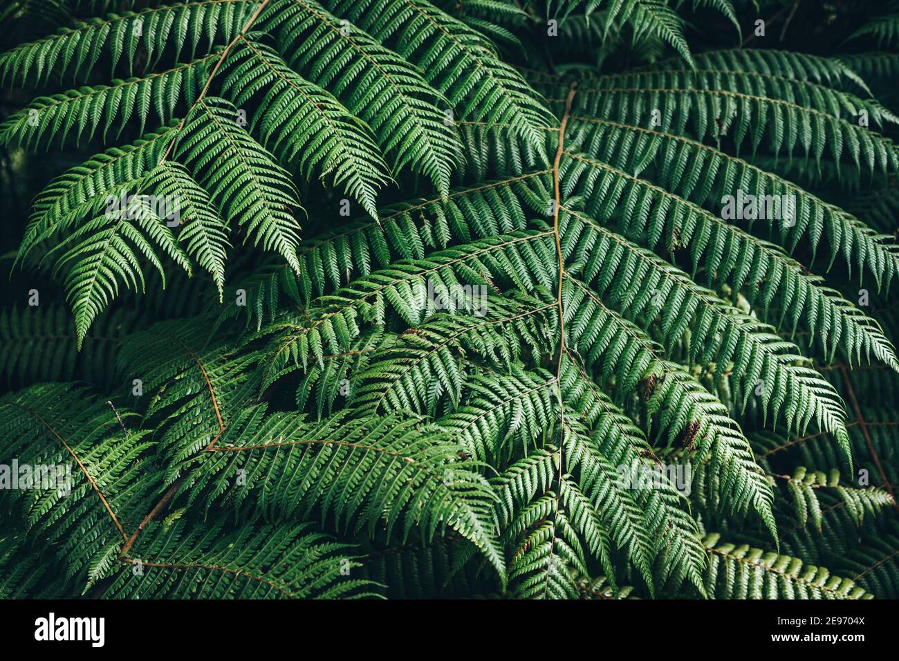 Close up of ferns hi-res stock photography and images - Alamy