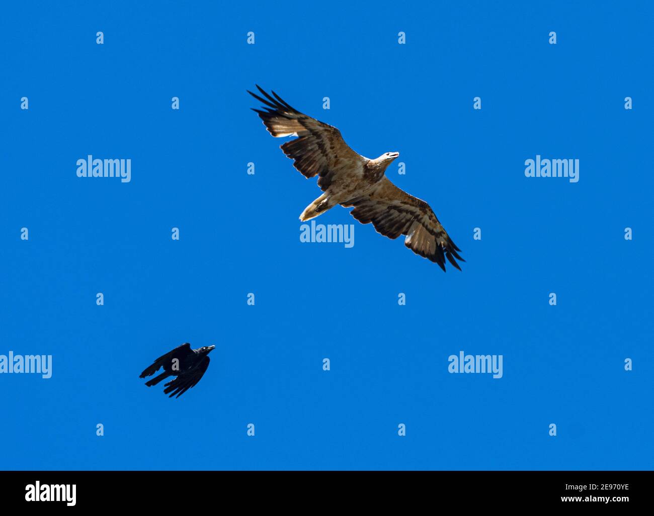 Juvenile White-bellied Sea-eagle (Haliaeetus leucogaster) being mobbed by a Torresian Crow (Corvus orru), Beachmere, Queensland, QLD, Australia Stock Photo