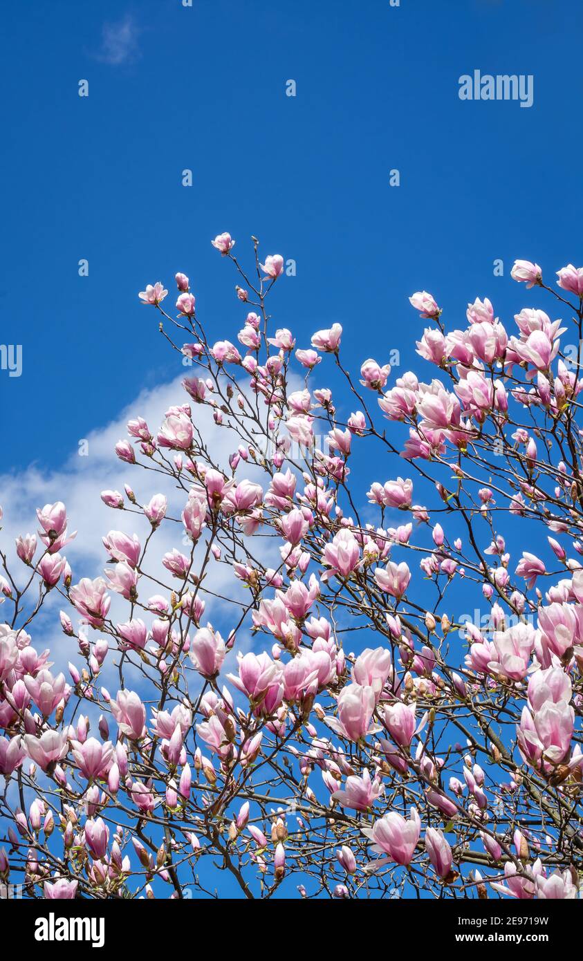 Branches of blooming magnolia on a background of blue sky with clouds ...