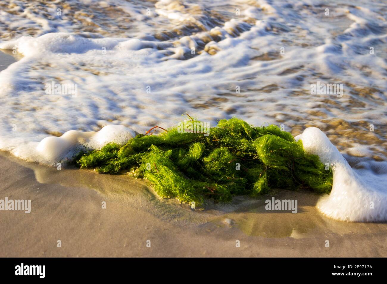 A brilliant green clump of seaweed is awash in the waves on the north