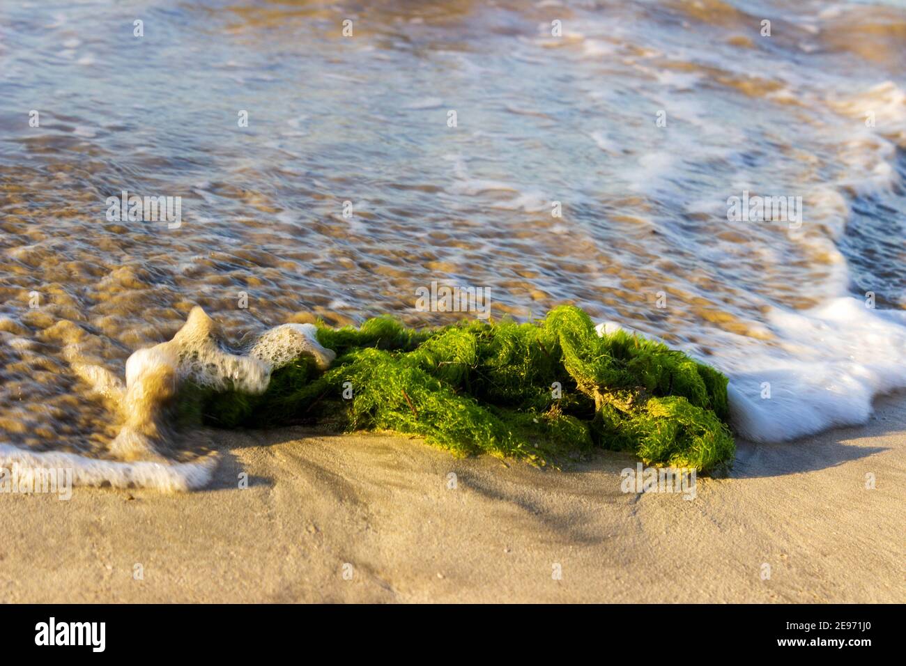 A brilliant green clump of seaweed is awash in the waves on the north