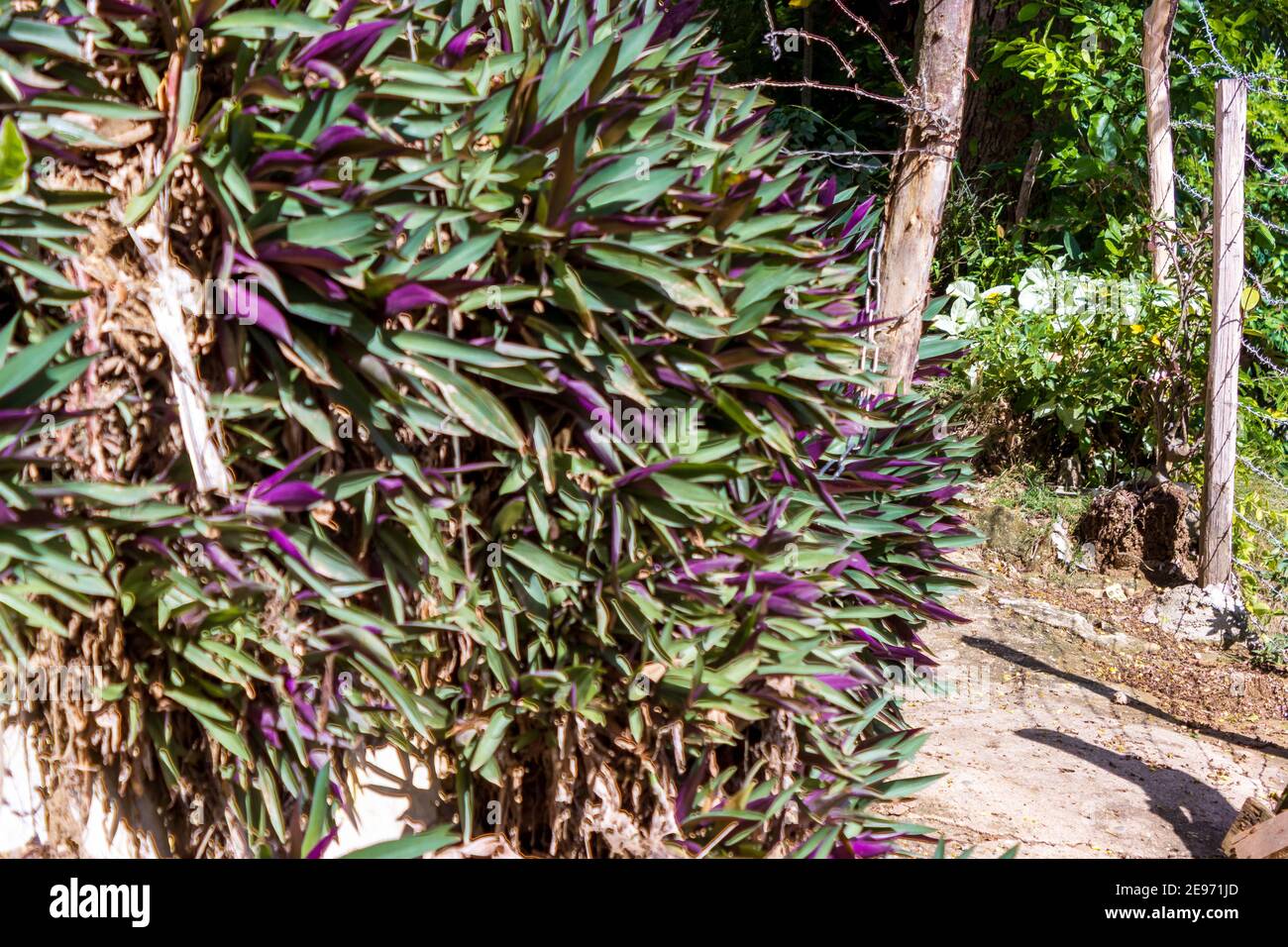 A lush growth of purple oyster plant brightens the entrance to a small