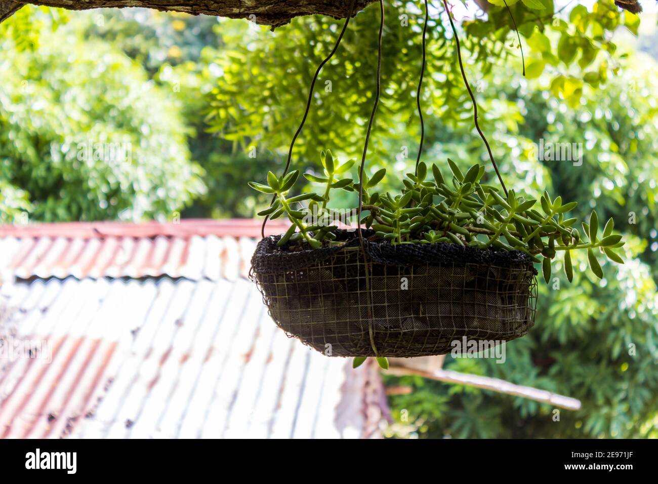 A succulent, suspended from a tree branch, in a rustic hanging basket in the tropical Dominican Republic. Stock Photo
