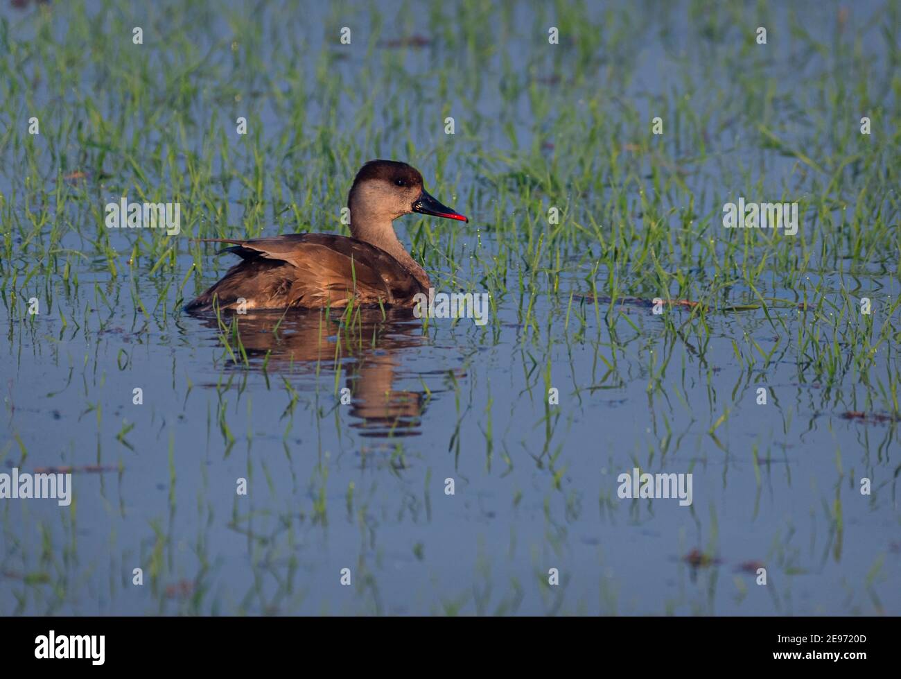 The redcrested pochard is a large diving duck. The scientific name is