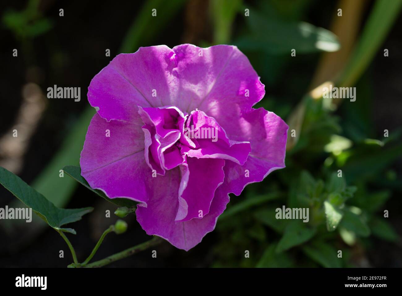beautiful plant pink petunia flower with open petals in sunlit Stock Photo