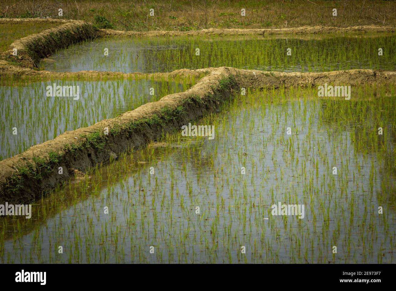 Rice fields of tamil nadu hi-res stock photography and images - Alamy