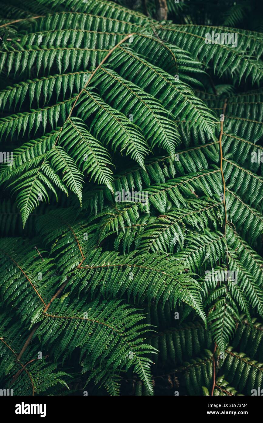 New zealand fern forest hi-res stock photography and images - Alamy