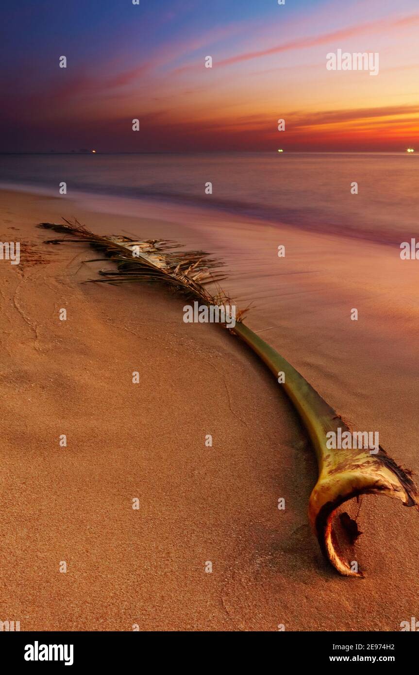 Palm branch on the beach, Chang island, Thailand Stock Photo