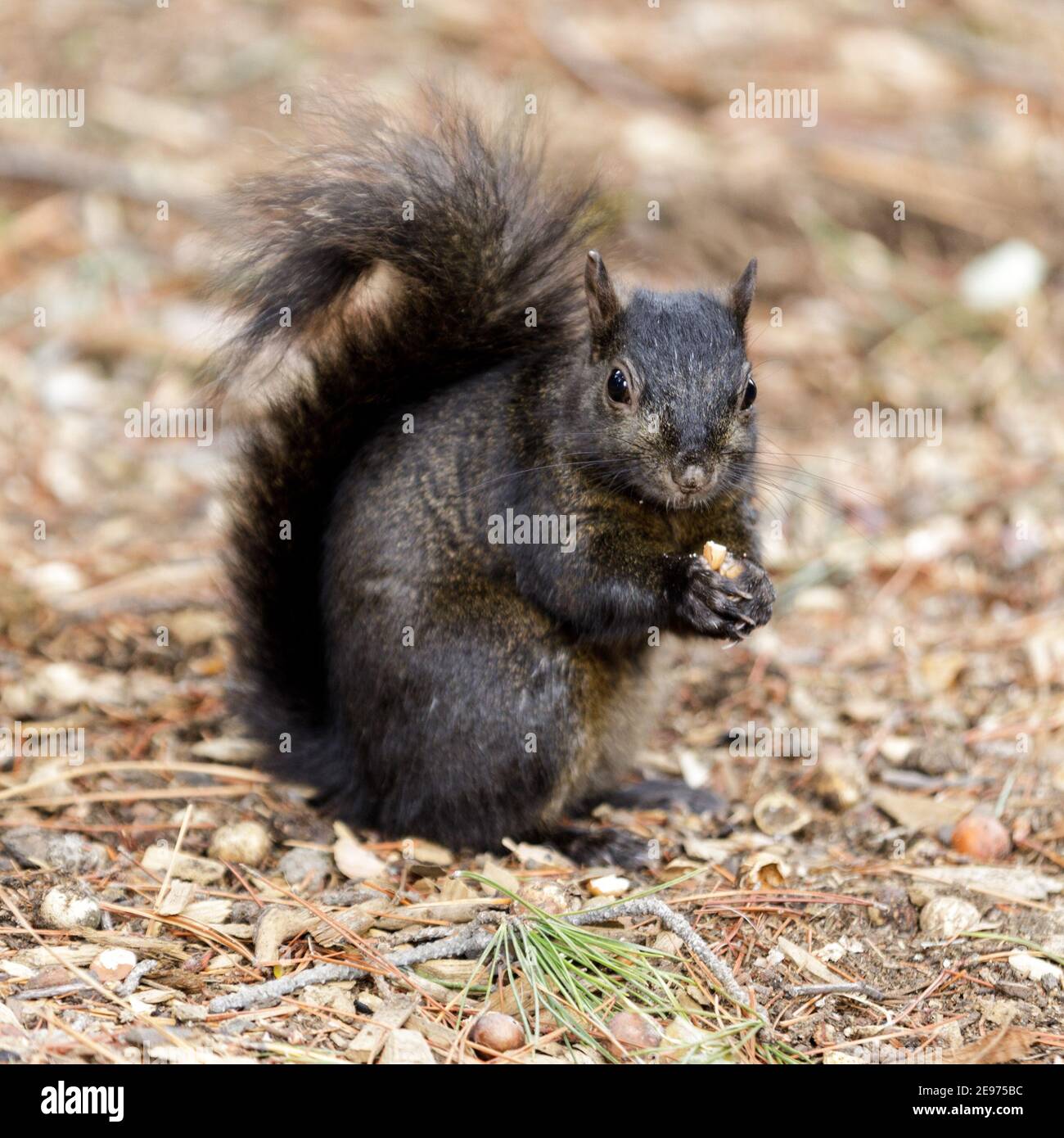 Color morphed Eastern Gray Squirrel Eating Acorn Stock Photo