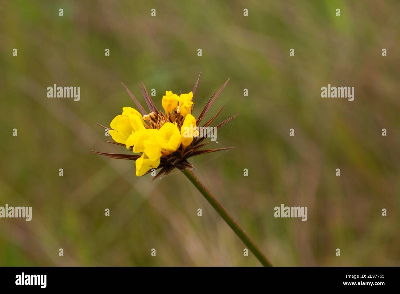 A species of Xyris (Yellowed-Eyed Grass) in natural habitat in the Serra do Cipo Nationalpark in Minas Gerais, Brazil, view from the side Stock Photo