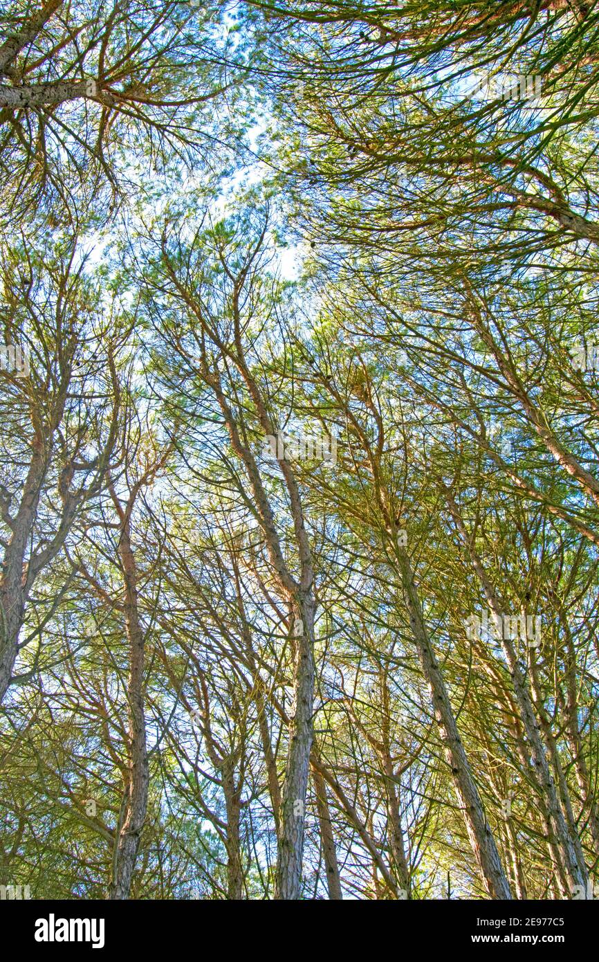 Tall pine forest seen from below Stock Photo