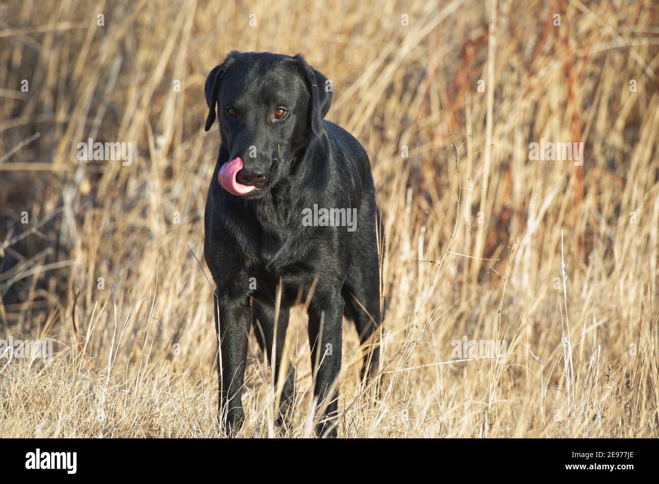 Black Labrador retriever standing and licking his nose Stock Photo