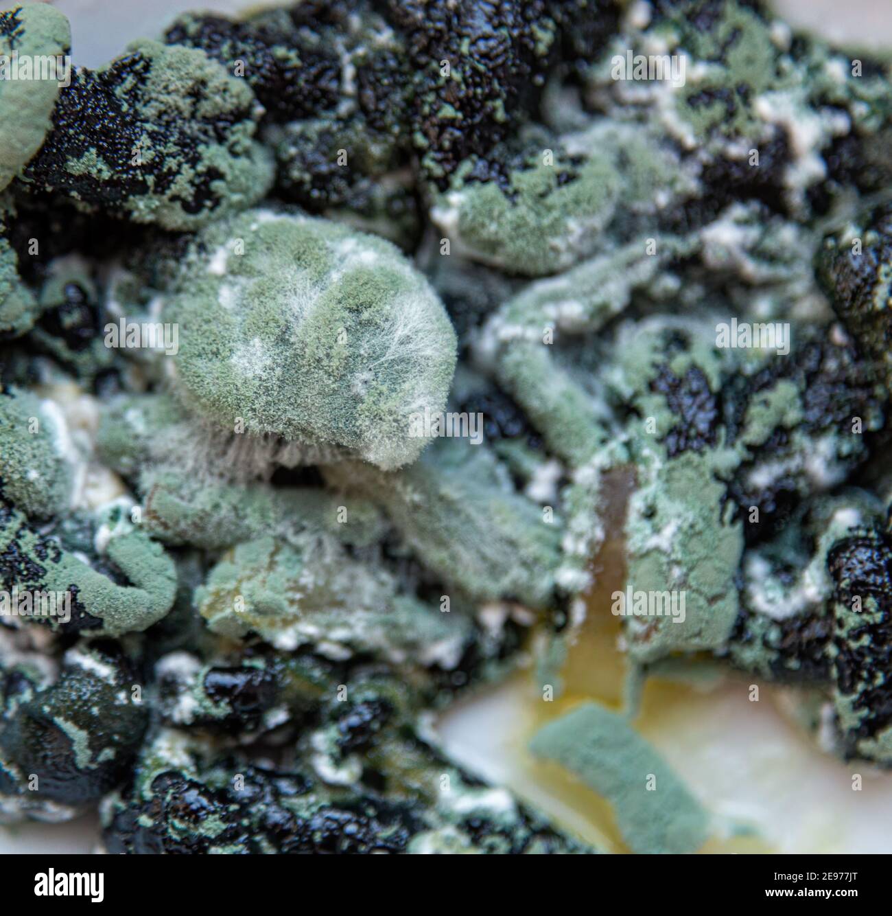 Mold closeup macro. Moldy fungus on food. Fluffy spores mold as a