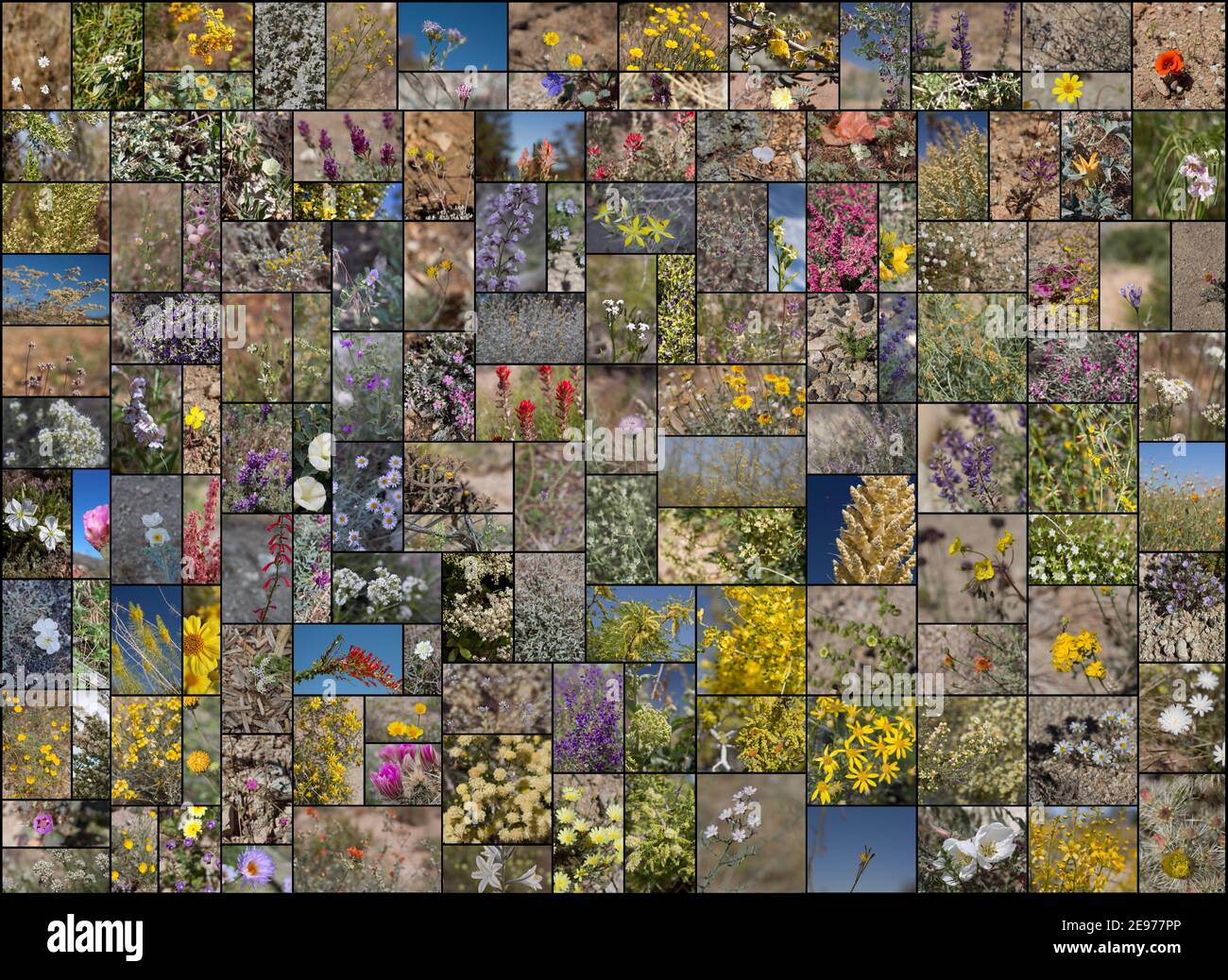 135 species of wild blooming Southern California indigenous plants