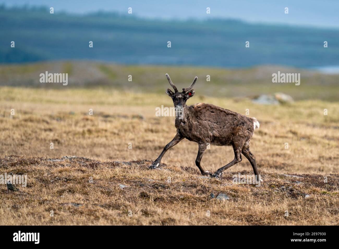 Majestic reindeer in Mountains running With smal antlers Stock Photo