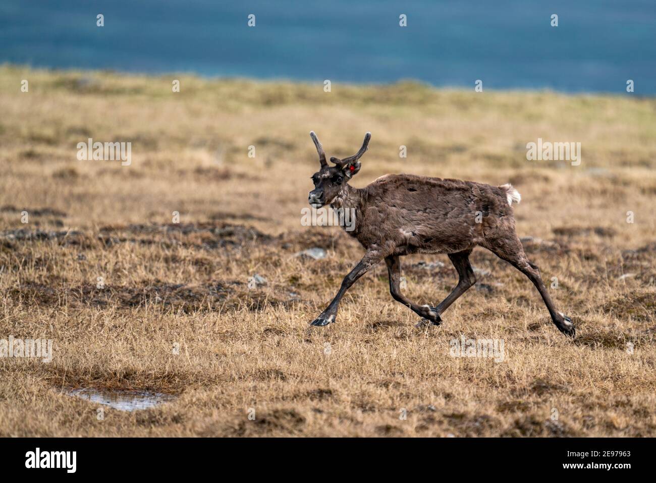 Majestic reindeer in Mountains running With smal antlers Stock Photo