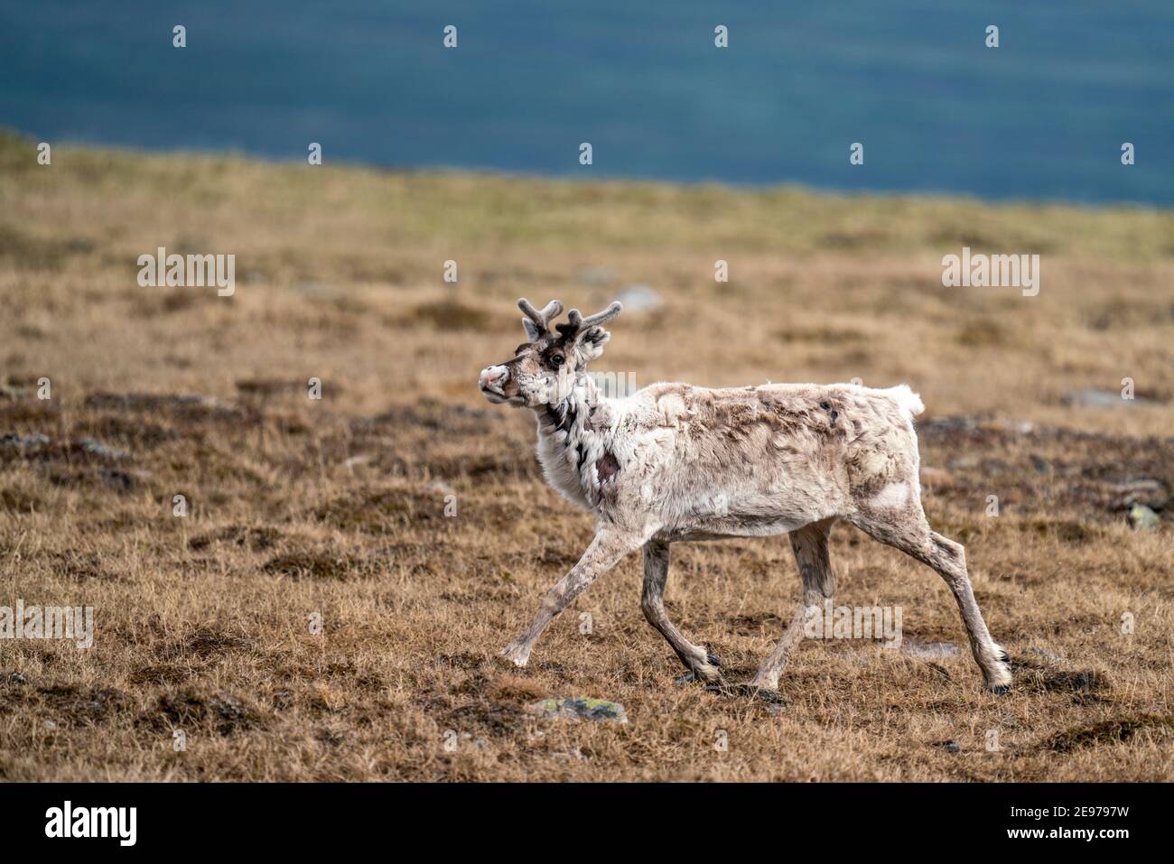Majestic reindeer in Mountains running With smal antlers Stock Photo