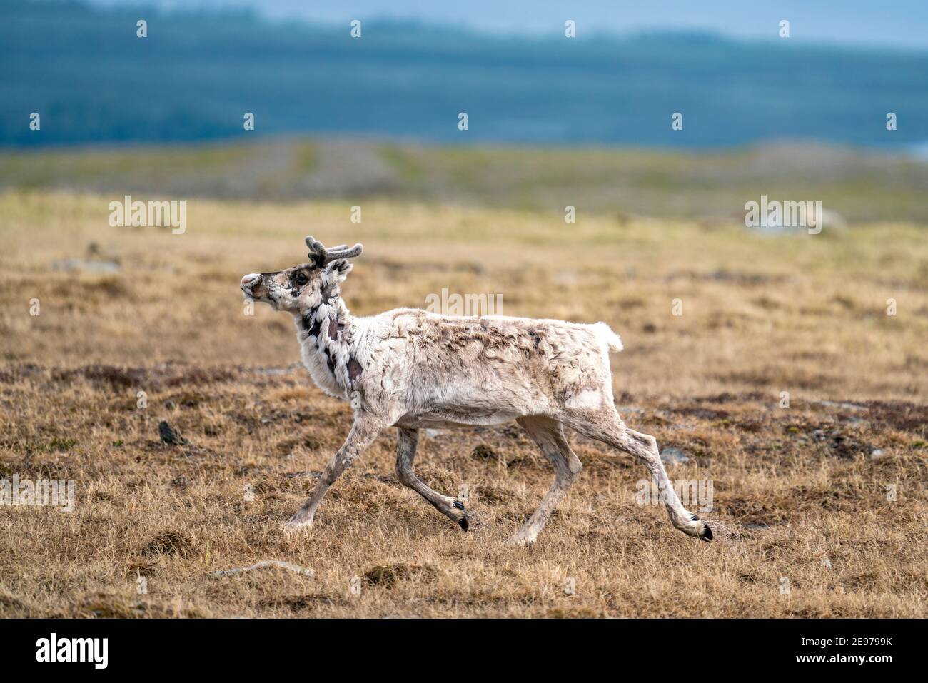 Majestic reindeer in Mountains running With smal antlers Stock Photo