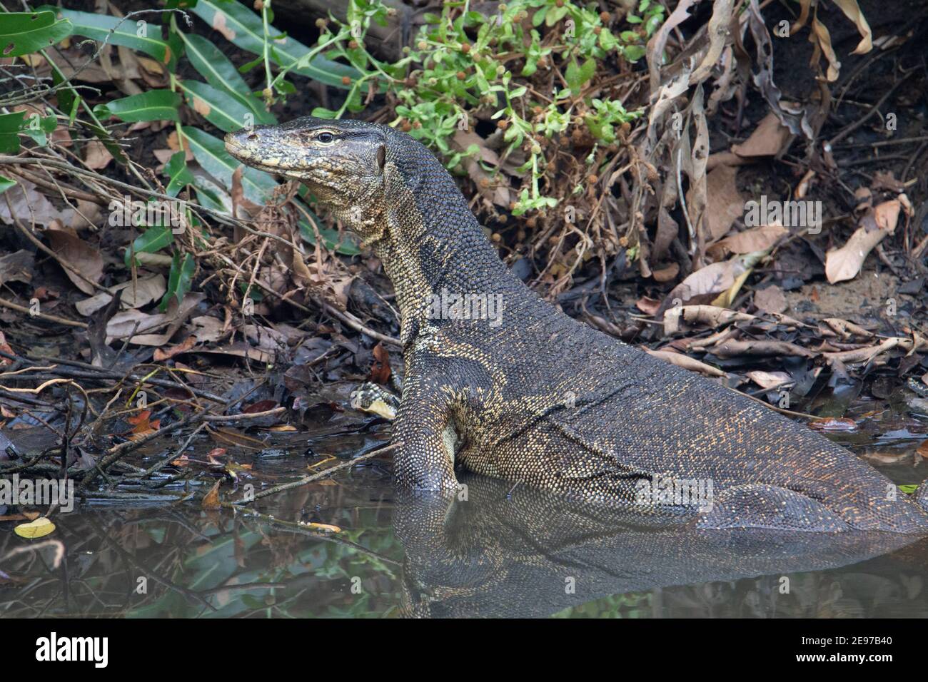 Asian water monitor half in water with a reflection and the green and brown bank in the background Stock Photo