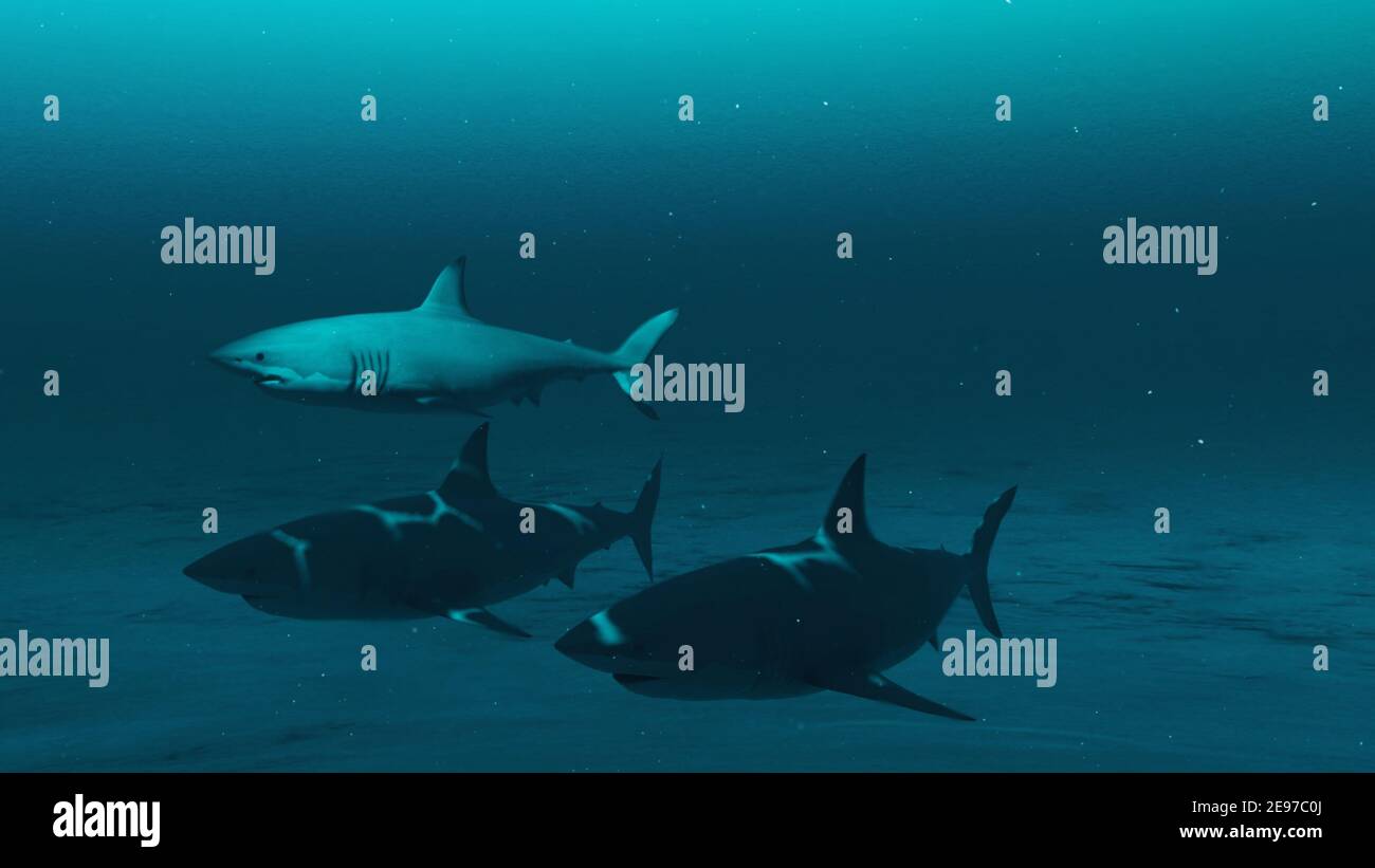 Closeup of Three Great white sharks swimming in the deep blue ocean