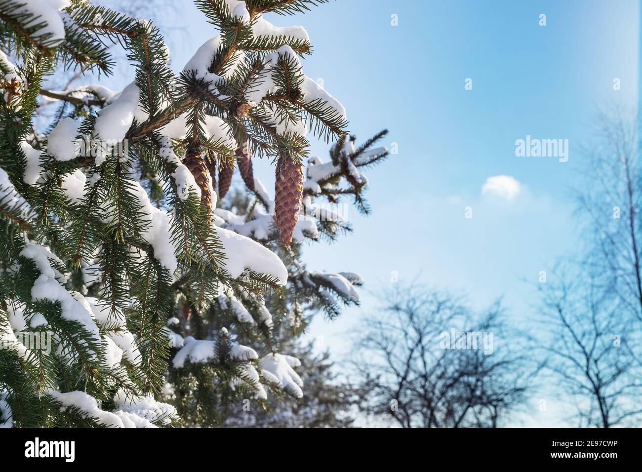 Branches of spruce with a pine cone against the blue sky. Winter in Poland. Masovian landscapes. Journey to Europe. Stock Photo