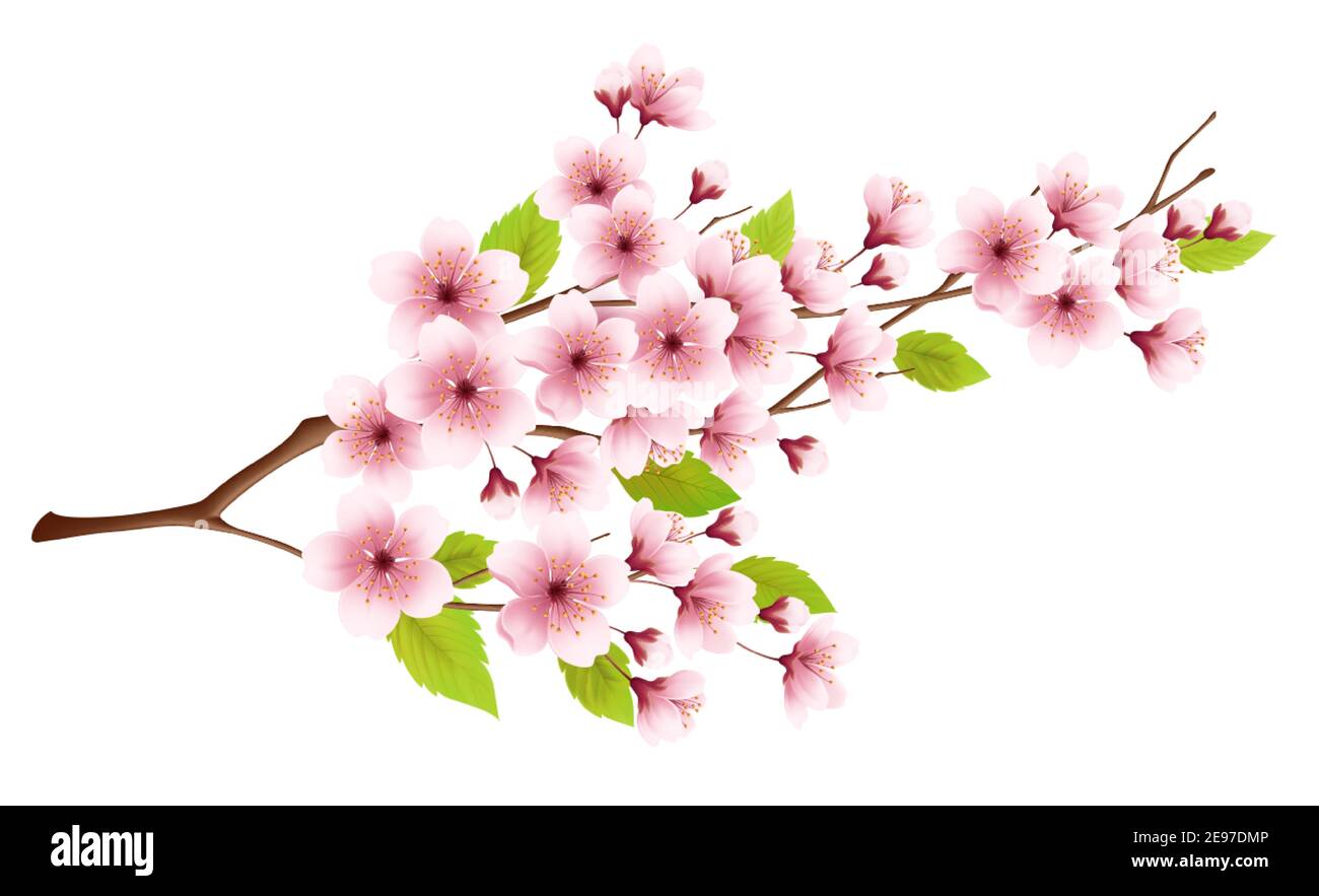 Branch of spring blossoming cherry isolated on white background. Realistic vector illustration Stock Vector