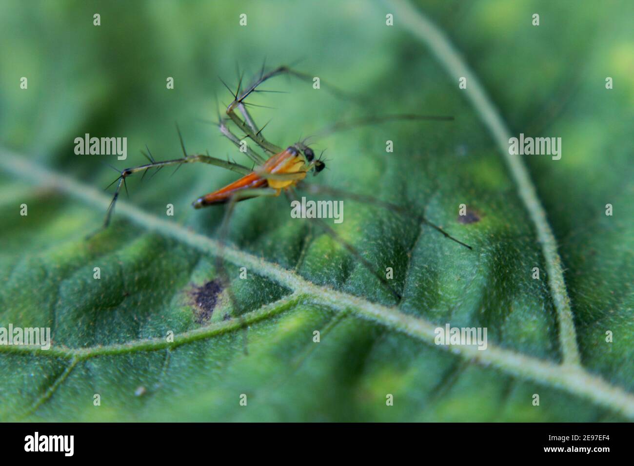 a  small spider (arachnid) on a leaf Stock Photo