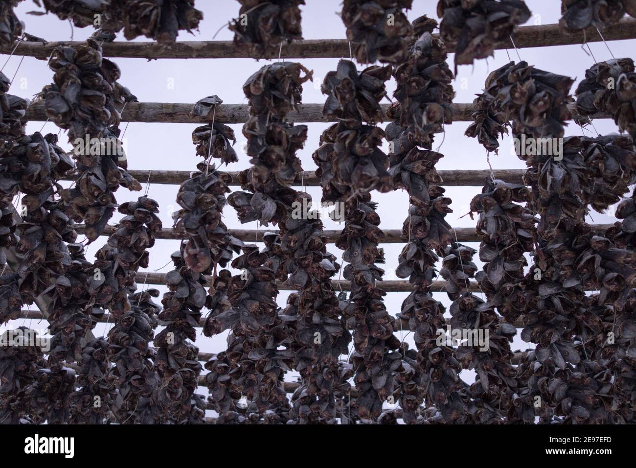 Drying racks for fish heads Stock Photo