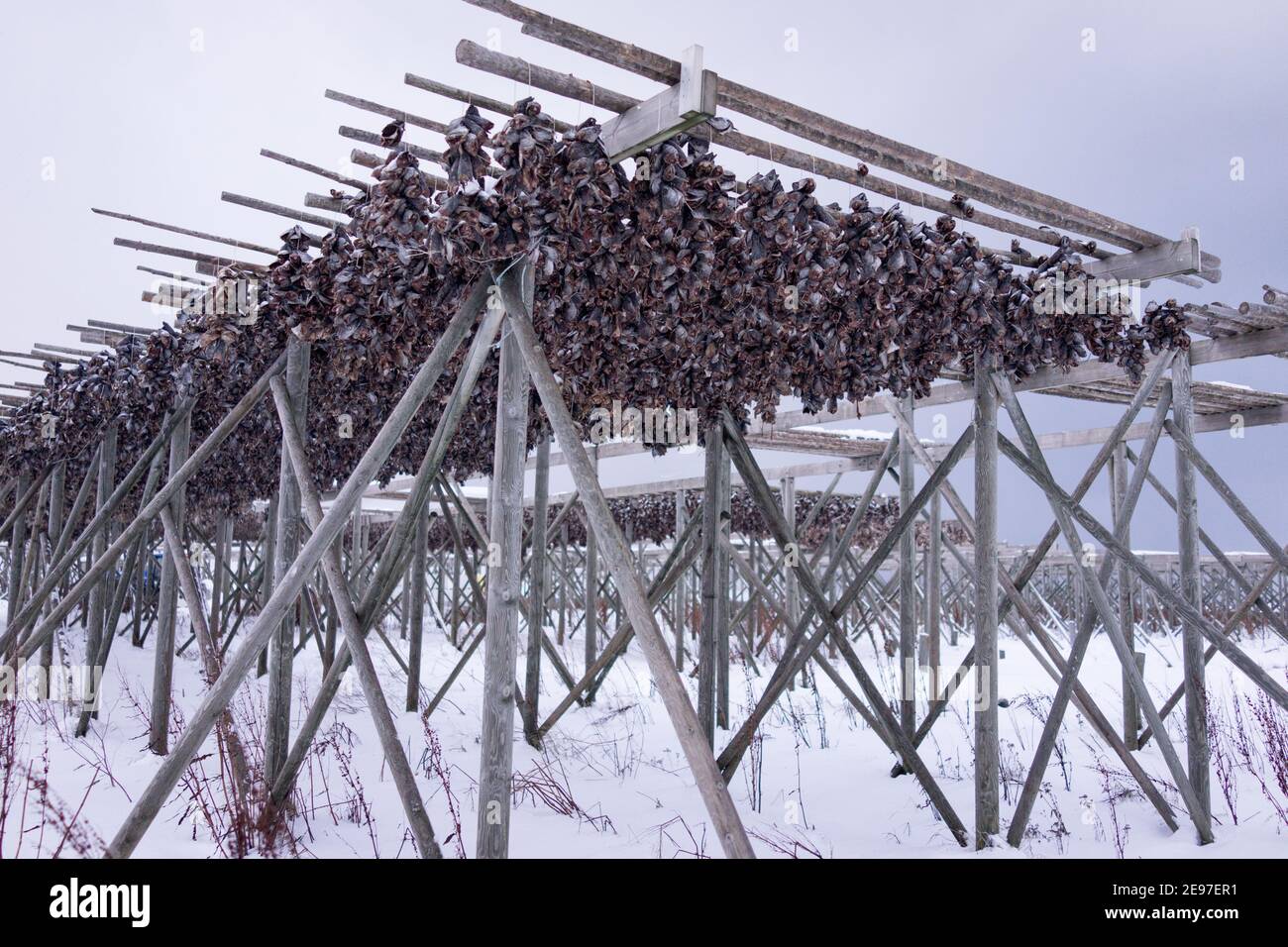 Drying racks for fish heads Stock Photo - Alamy