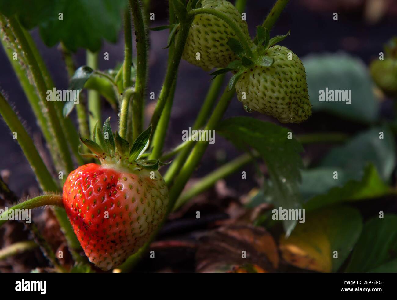 Strawberries ripen in the garden. Strawberry harvest Stock Photo Alamy