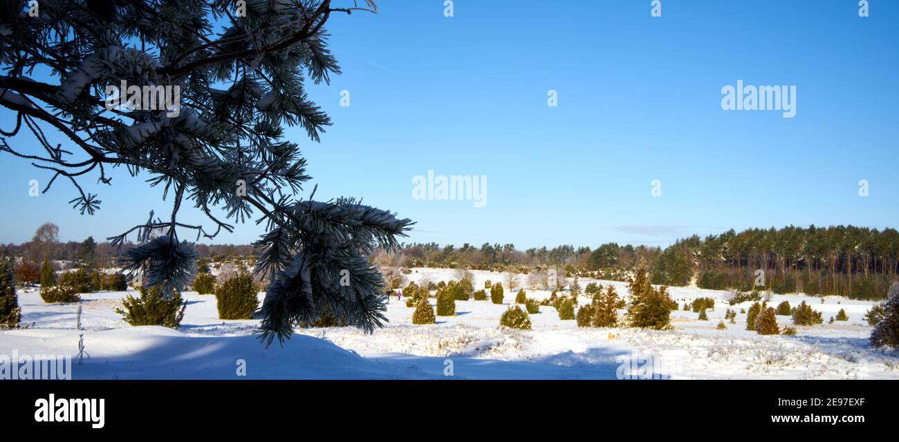 Heathland in winter, juniper bushes towering over erica plants covered by snow under a bright blue sky Stock Photo