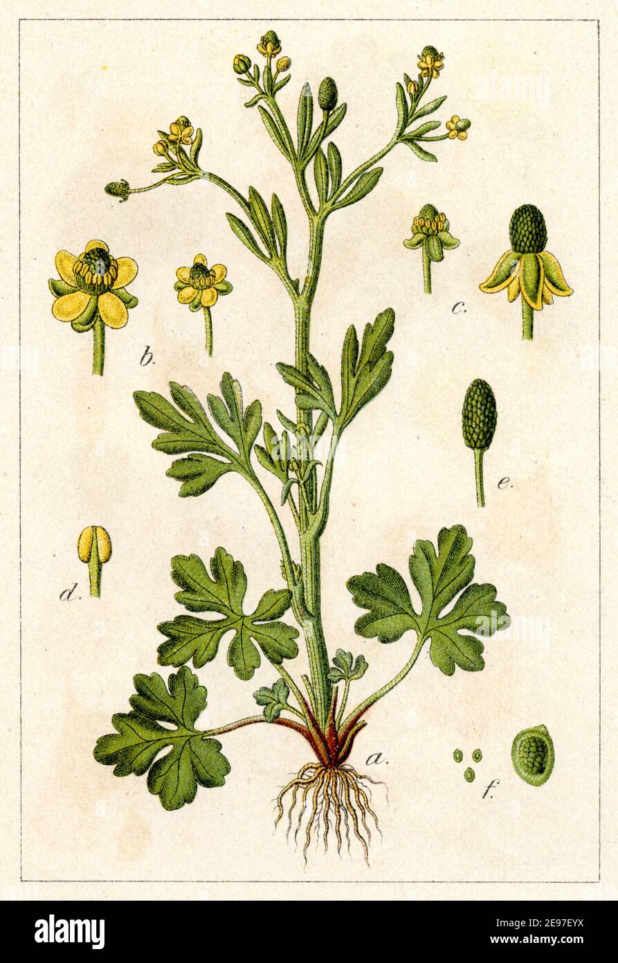 celery-leaved buttercup / Ranunculus sceleratus / Hahnenfuß, Gift-  / botany book, 1901) Stock Photo