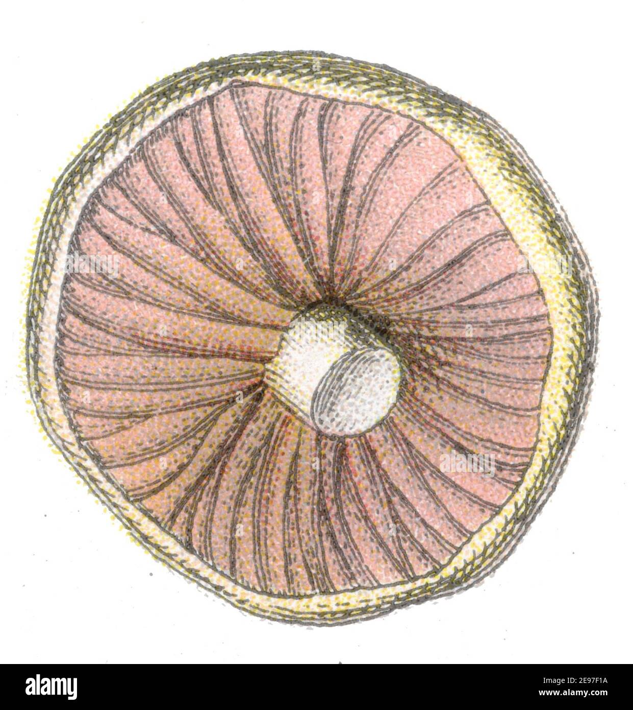 white mushroom / Agaricus bisporus syn. Agaricus brunnecens, Agaricus hortensis / Champignon, Wiesen-  / botany book, 1909) Stock Photo