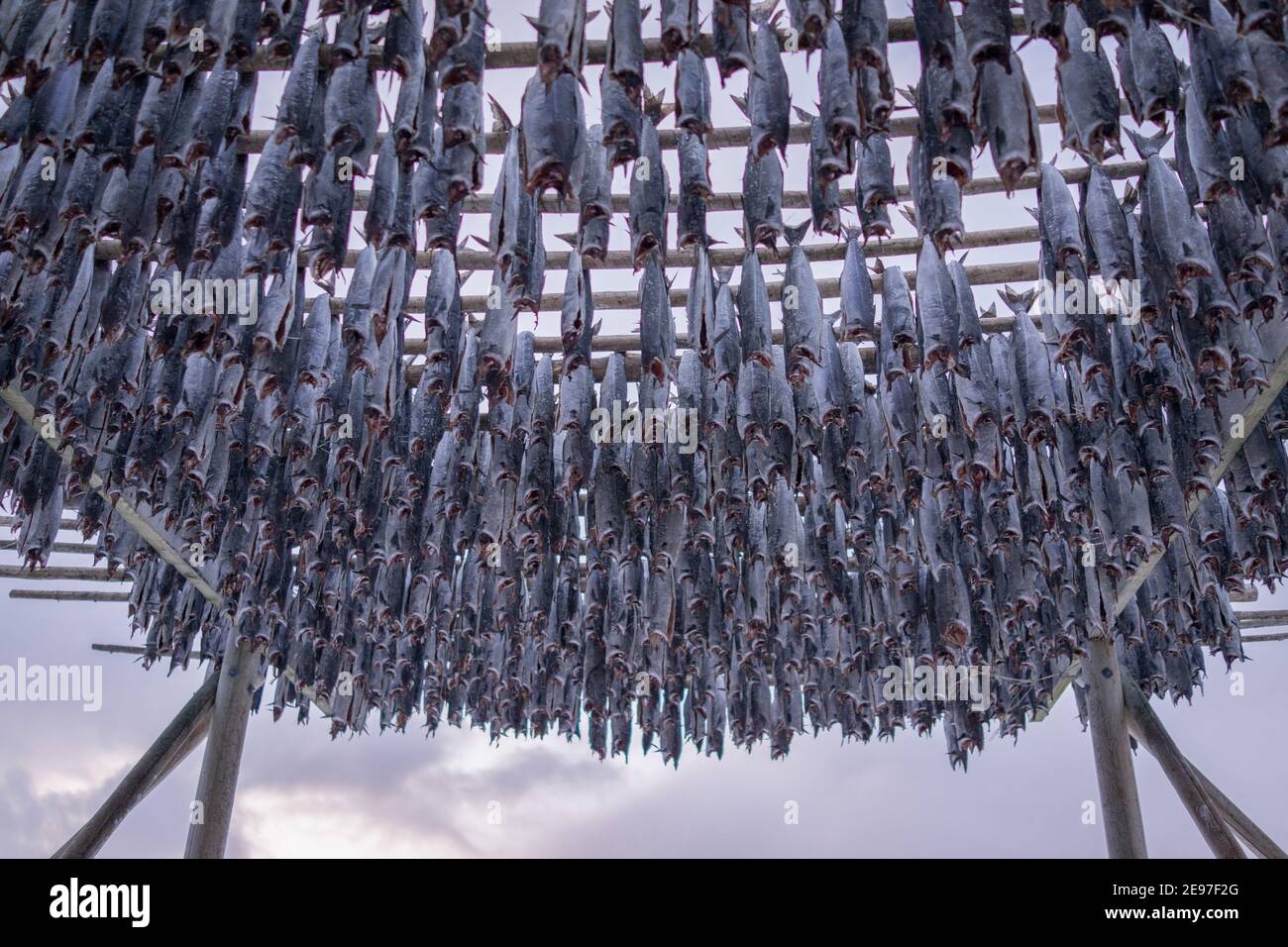 Drying racks for fish stock Stock Photo