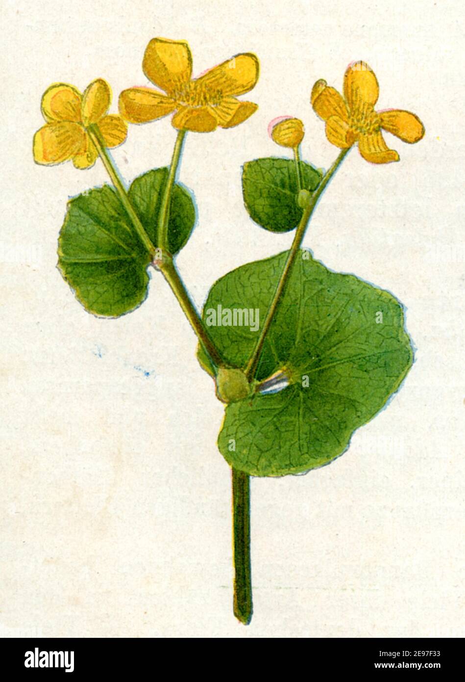 marsh-marigold / Caltha palustris / Sumpfdotterblume  / botany book, 1900) Stock Photo