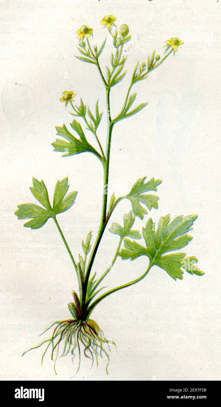 celery-leaved buttercup / Ranunculus sceleratus / Hahnenfuß, Gift-  / botany book, 1900) Stock Photo
