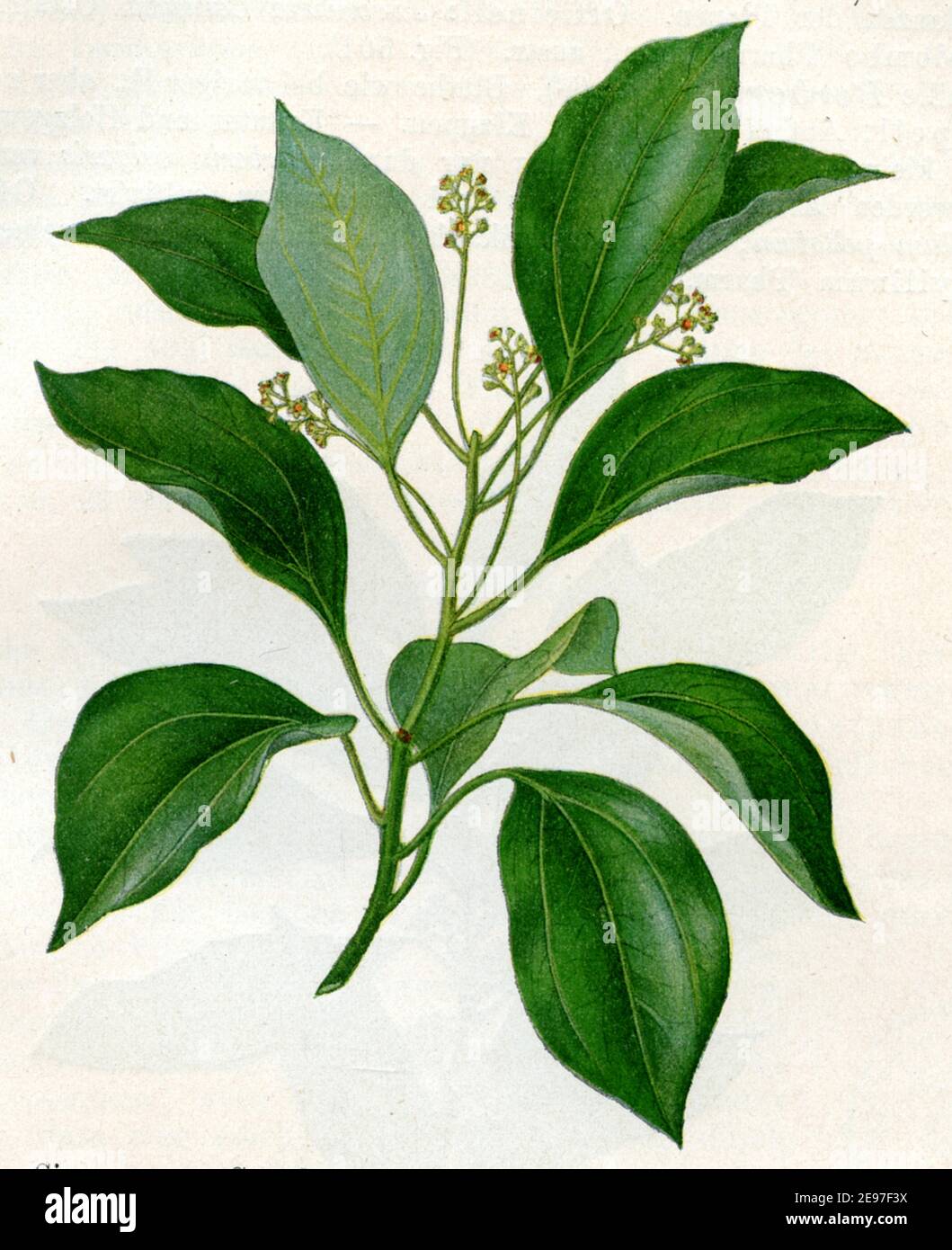 camphor tree / Cinnamomum camphora / Kampferbaum / botany book, 1900