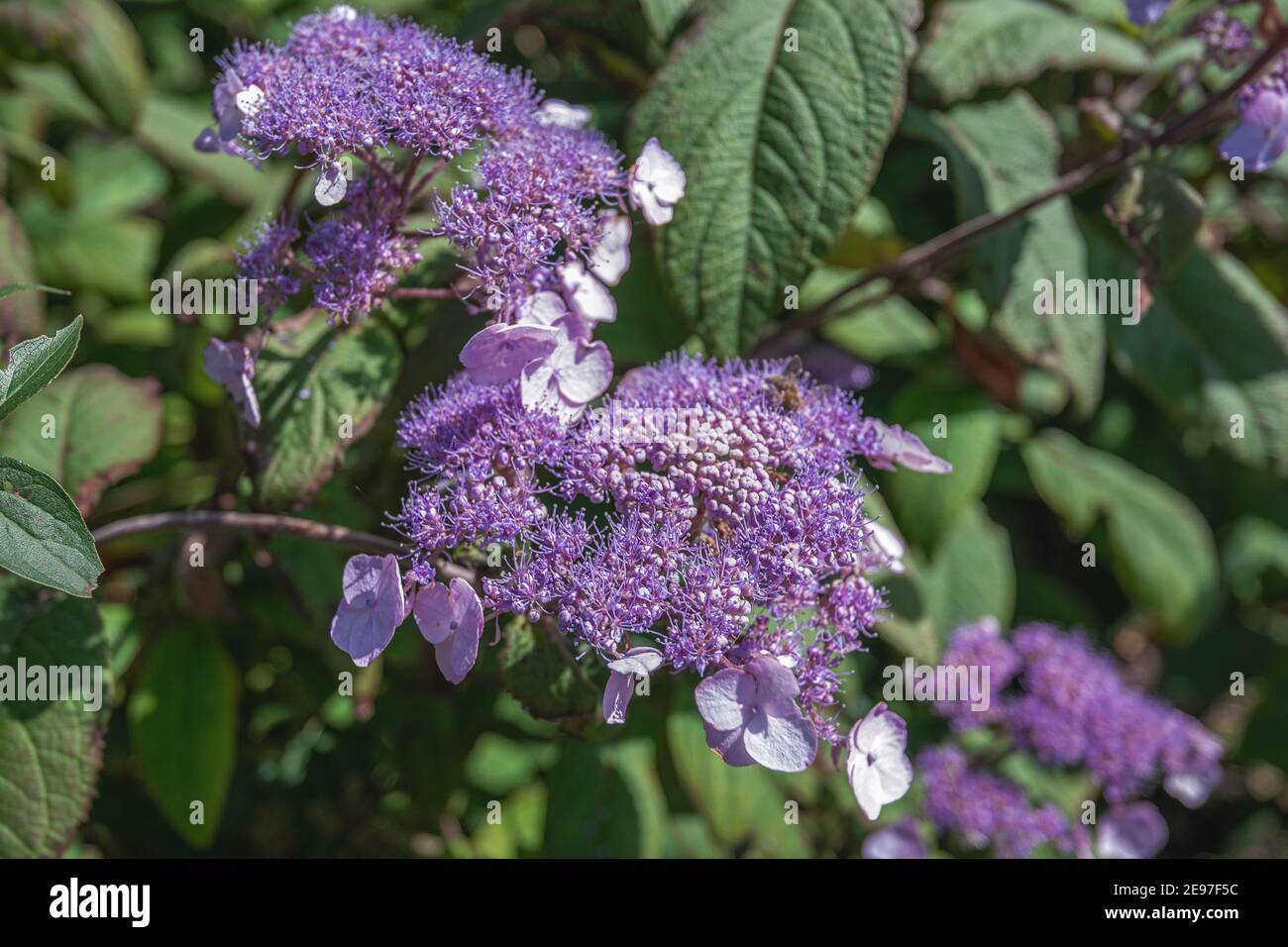Blooming purple hydrangea in a garden somewhere in The Netherlands Stock Photo