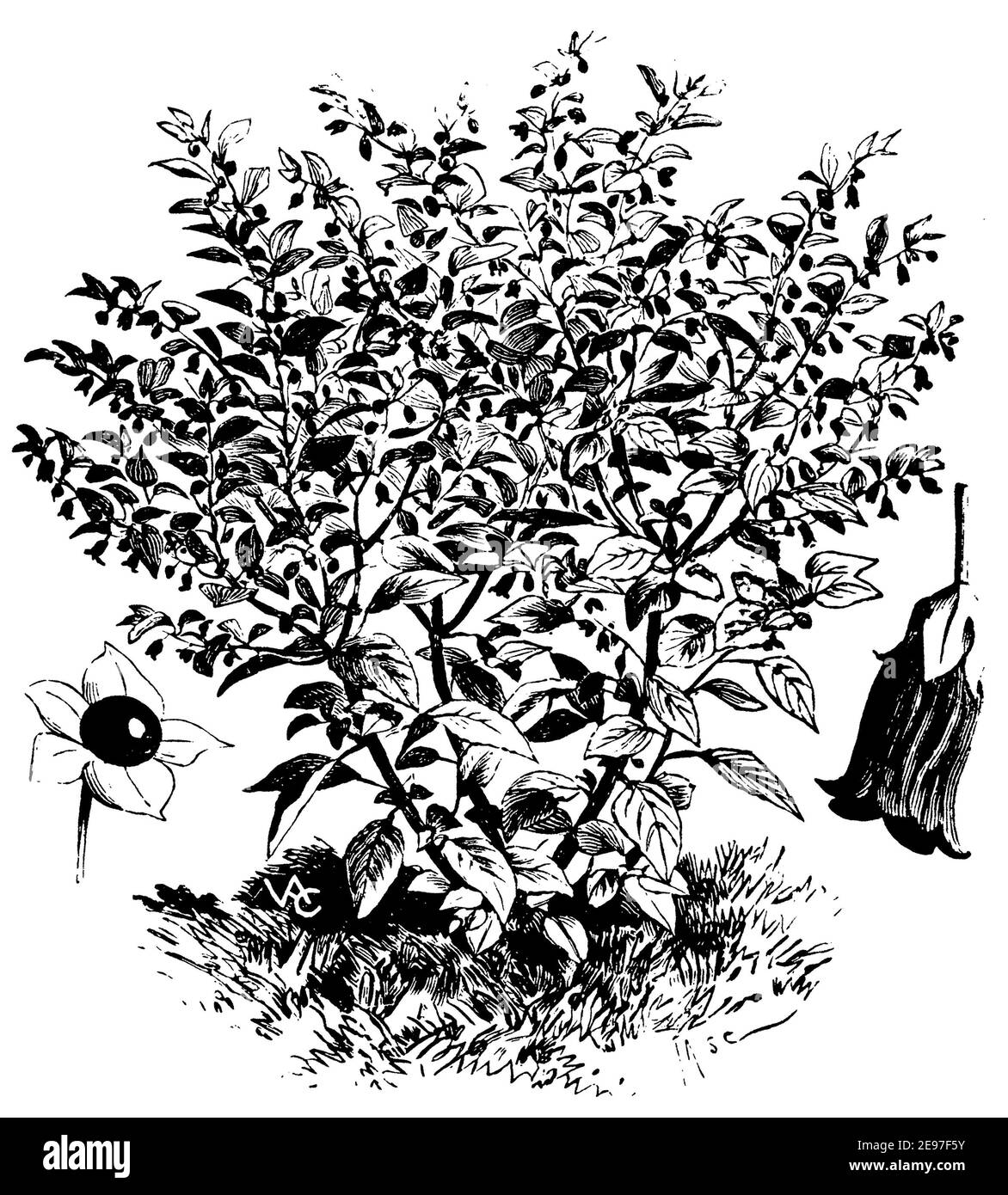 belladonna / Atropa belladonna / Tollkirsche (printing pattern book, 1911) Stock Photo