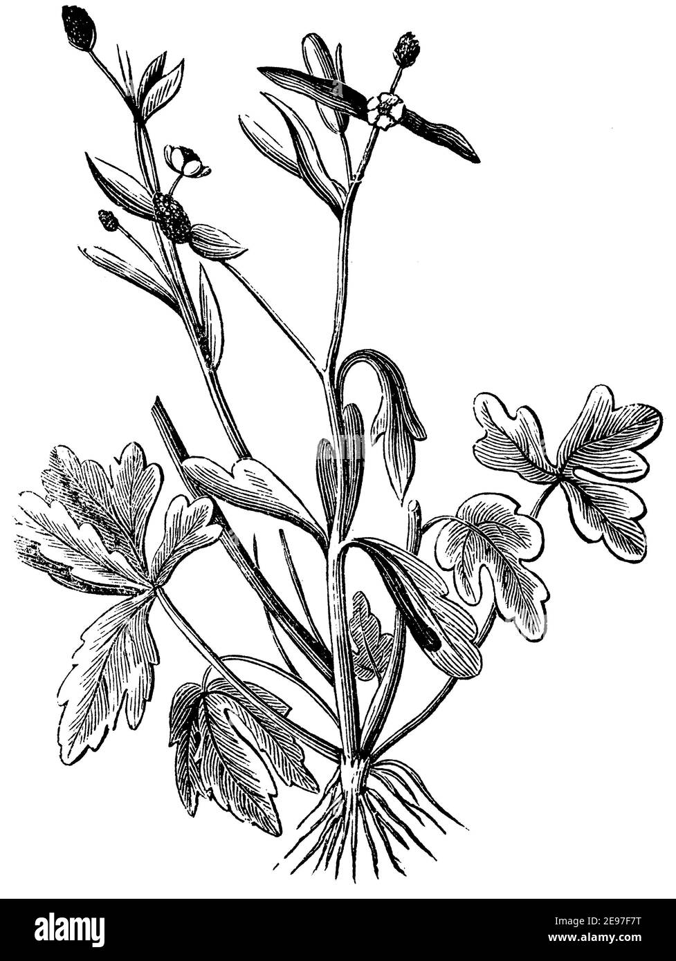 celery-leaved buttercup / Ranunculus sceleratus / Gift-Hahnenfuß (biology book, 1878) Stock Photo